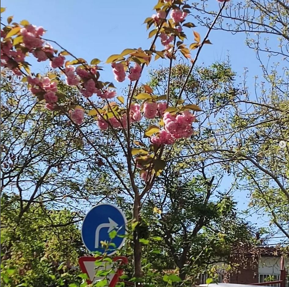 prunus