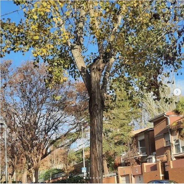 arbol2
